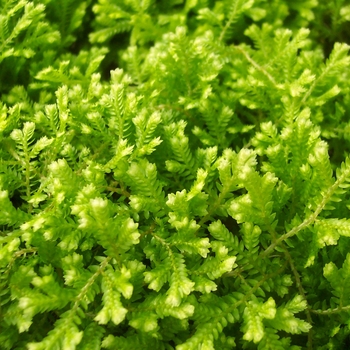 Selaginella kraussiana 'Aurea' 