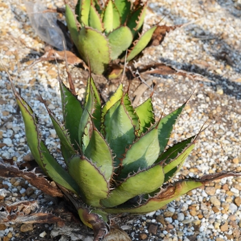 Agave bovicornuta 'Reggae Time' (066502)