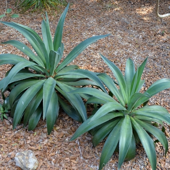 Agave celsii '' (066503)