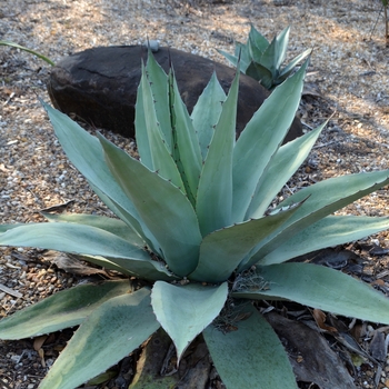 Agave ovatifolia '' (066505)