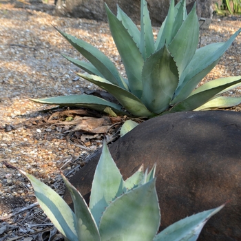 Agave ovatifolia '' (066506)