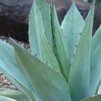 Agave ovatifolia '' (066507)