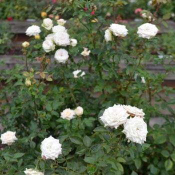 Rosa 'Irresistible' (066526)