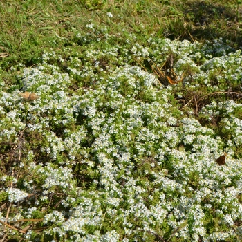 Aster ericoides 'Snow Flurry' (066979)