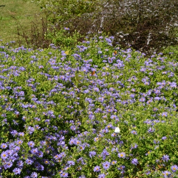 Aster oblongifolius 'October Skies' (066982)