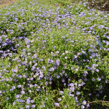 Aster oblongifolius 'October Skies' (066985)