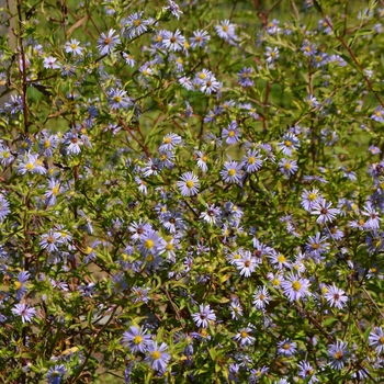 Symphyotrichum (Aster) puniceum '' (066990)