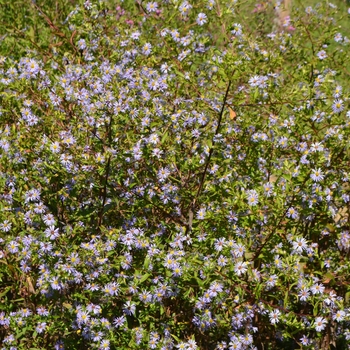 Symphyotrichum (Aster) puniceum '' (066991)