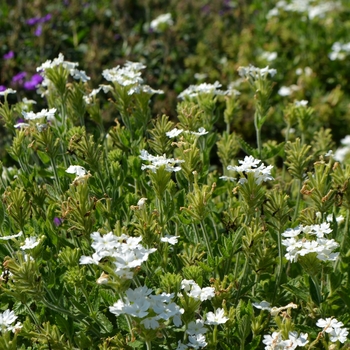 Verbena Temari® 'Patio White Improved' (066992)