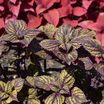 Coleus scutellarioides 'Fishnet Stockings' (067103)