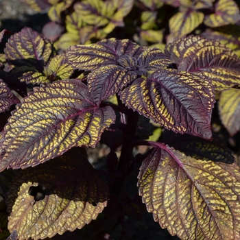 Coleus scutellarioides 'Fishnet Stockings' (067104)