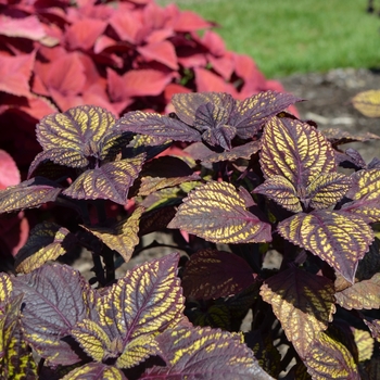 Coleus scutellarioides 'Fishnet Stockings' (067105)