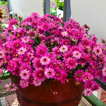 Argyranthemum frutescens Madeira™ 'Crested Merlot' (067145)