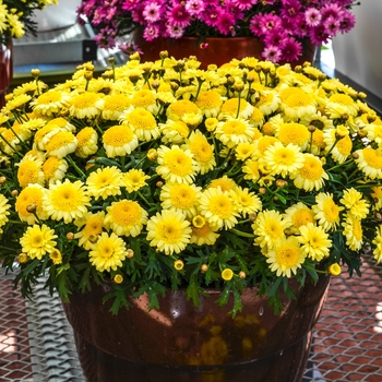 Argyranthemum frutescens Madeira™ 'Crested Merlot' (067148)