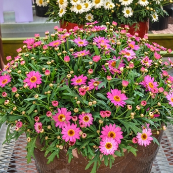 Argyranthemum frutescens Madeira™ '' (067150)