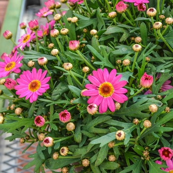 Argyranthemum frutescens