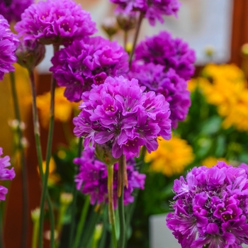 Armeria pseudarmeria Ballerina 'Lilac' (067157)