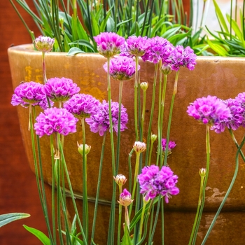 Armeria pseudarmeria Ballerina 'Lilac' (067158)