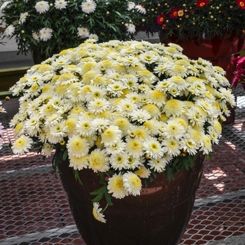 Argyranthemum frutescens Madeira™ 'Ivory' (067166)