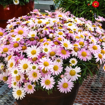 Argyranthemum frutescens Madeira™ 'Pink' (067168)