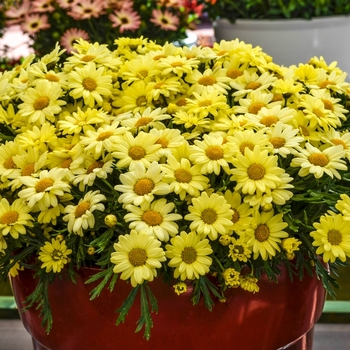 Argyranthemum frutescens Madiera™ 'Primrose' (067173)