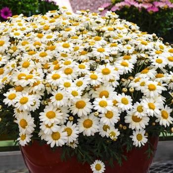 Argyranthemum frutescens Madeira™ 'White' (067177)