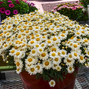 Argyranthemum frutescens Madeira™ 'White' (067178)