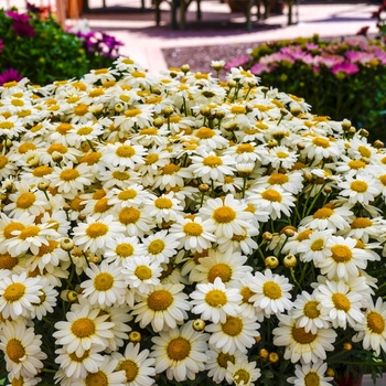 Argyranthemum frutescens Madeira™ 'White' (067179)