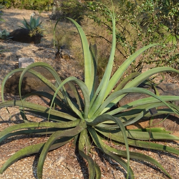 Agave vilmoriana '' (067221)