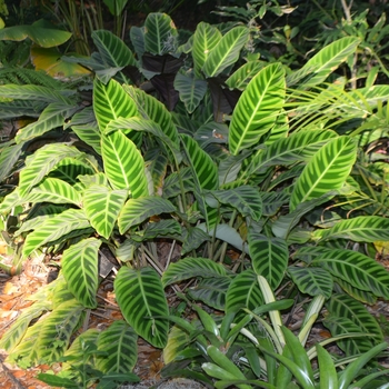 Calathea zebrina '' (067224)