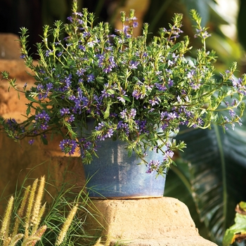 Scaevola aemula Whirlwind® 'Blue' (067310)