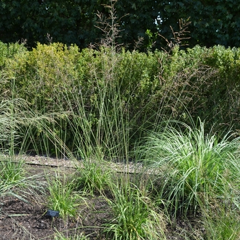 Molinia caerulea ssp. arundinacea 'Transparent' (067587)