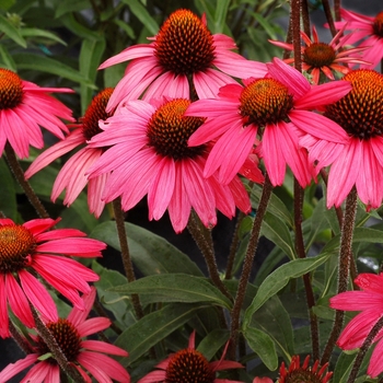 Echinacea Dream™ 'Glowing Dream' (067708)