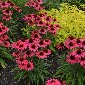 Echinacea Dream™ 'Glowing Dream' (067710)