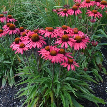 Echinacea Dream™ 'Glowing Dream' (067711)