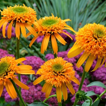 Echinacea Secret™ 'Secret Glow' (067722)