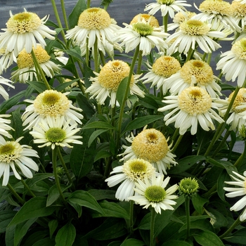 Echinacea Cupcake™ 'Vanilla Cupcake' (067730)