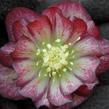 Helleborus Winter Jewels™ 'Harlequin Gem' (067775)