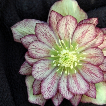 Helleborus Winter Jewels™ 'Harlequin Gem' (067778)