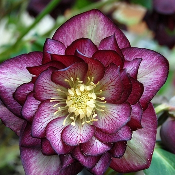 Helleborus Winter Jewels™ 'Harlequin Gem' (067783)