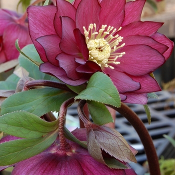 Helleborus Winter Jewels™ 'Red Sapphire' (067797)