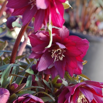 Helleborus Winter Jewels™ 'Red Sapphire' (067798)