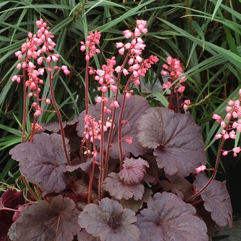 Heuchera 'Bella Notte' (067802)