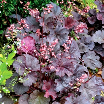 Heuchera 'Bella Notte' (067803)