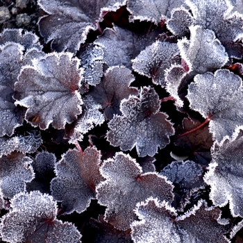 Heuchera 'Bella Notte' (067804)