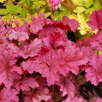 Heuchera 'Berry Smoothie' (067806)