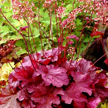 Heuchera 'Berry Smoothie' (067807)