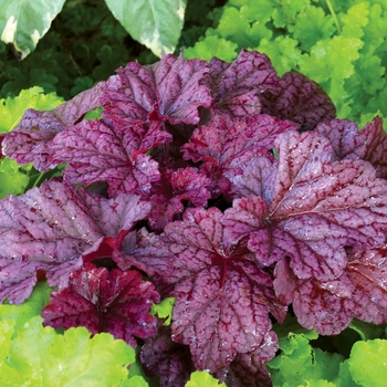 Heuchera 'Berry Smoothie' (067809)