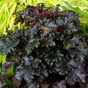 Heuchera 'Black Taffeta' (067812)