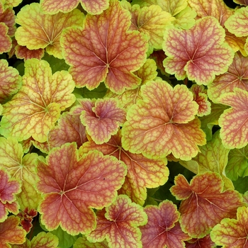 Heuchera 'Delta Dawn' (067814)